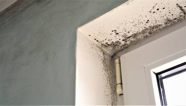 Mold Remediation for Vacation Homes in Plano, TX