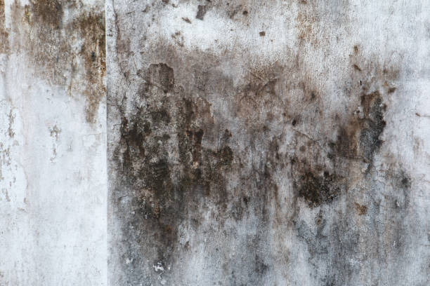 Best Asbestos and Lead Testing During Mold Inspection  in Plano, TX