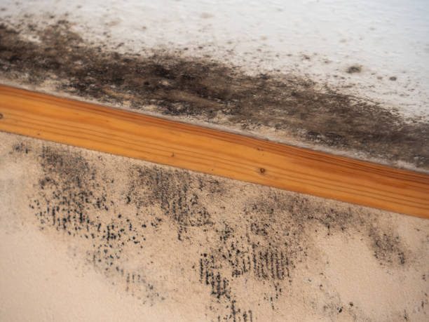Best Mold-Related Health Consultation  in Plano, TX