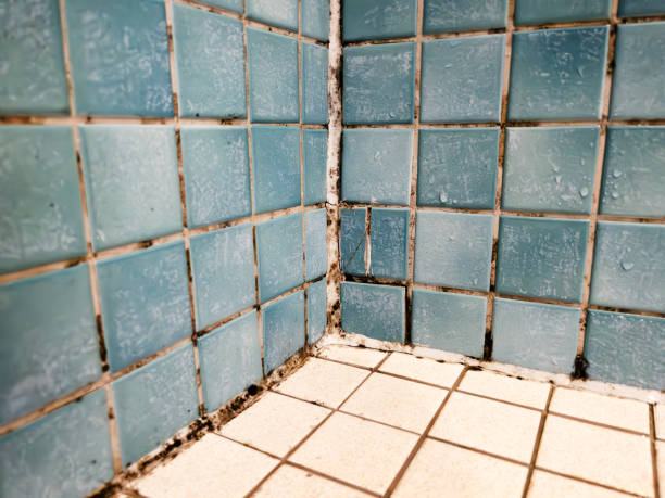 Best Commercial Mold Inspection  in Plano, TX