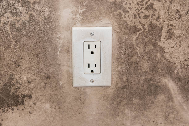 Best Black Mold Removal  in Plano, TX